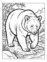 American Black Bear Exploring Riverbank