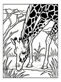 Rothschild Giraffe Drinking In Savanna