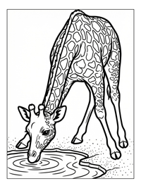 Baby Giraffe Drinking Water Hole