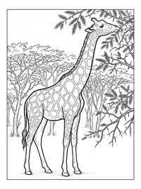 Reticulated Giraffe Eating In Acacia Grove
