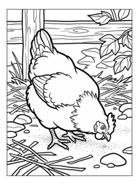 Bantam Chicken Pecking In Barnyard