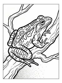 Leopard Frog Watching On Tree Branch