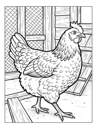 Mother Hen Strutting By Coop