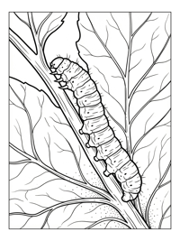 Cabbage White Caterpillar Climbing On Leaf
