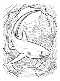 Thresher Shark Feeding In Underwater Cave