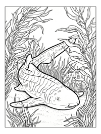 Leopard Shark Resting In Kelp Forest
