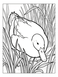Pekin Duck Foraging In Reed Bed