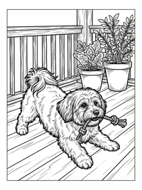 Havanese Dog Playing Rope On Porch