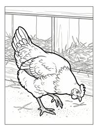 Farmyard Chicken Scratching By Nesting Box