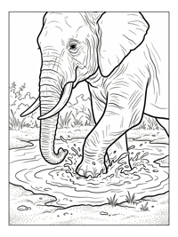 Indian Elephant Splashing In Mud Pit
