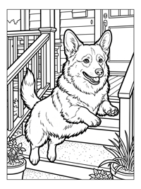 Pembroke Welsh Corgi Jumping On Porch