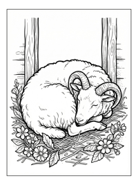 Jacob Sheep Sleeping Curled In Barn