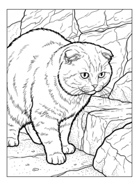 Scottish Fold Cat Exploring Stone Ledge