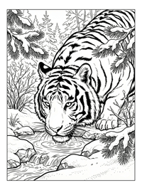 White Tiger Drinking In Snowy Forest
