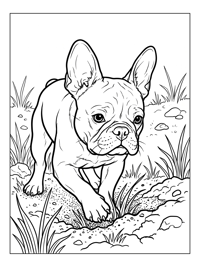 French Bulldog Digging In Park
