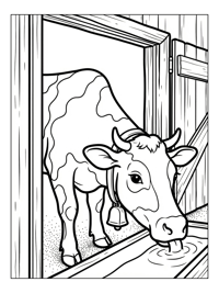 Dairy Cow Drinking In Barn Entrance