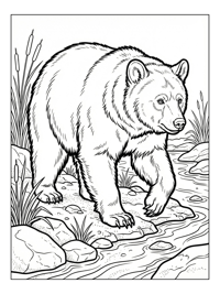 American Black Bear Walking Riverbank