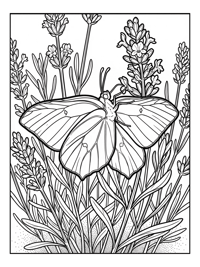 Sulphur Butterfly Sipping Nectar Lavender Field