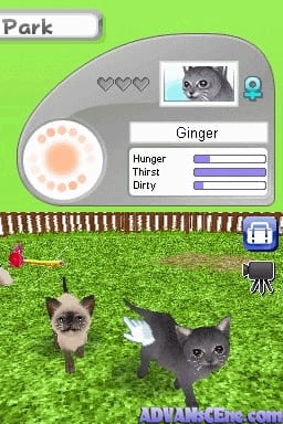 A park environment displays two cat characters on bright green grass with a wooden fence at the bottom. In the upper-left, a character profile panel shows a gray cat named Ginger with three heart icons, a portrait window, and three blue status bars labeled Hunger, Thirst, and Dirty. A pink and white circular food bowl appears on the left side of the UI. The bottom-right corner contains a small blue object, and the top-left shows a "Park" label. The scene uses simple, colorful sprite-based graphics typical of Nintendo DS pet simulation games.