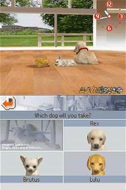 A dual-screen Nintendo DS interface displays a dog selection menu in the lower half. Four dog portraits appear in a grid: a yellow Labrador labeled Rex in the upper left, a brown Chihuahua labeled Brutus in the lower left, a golden Retriever labeled Lulu in the lower right, and a tan Chihuahua in the upper right. Above reads "Which dog will you take?" The upper screen shows a 3D rendered outdoor scene with a brown dirt area, grass, white fence, and trees under bright daylight. Numbers 6, 9, and 12 appear in red text in the upper right corner.