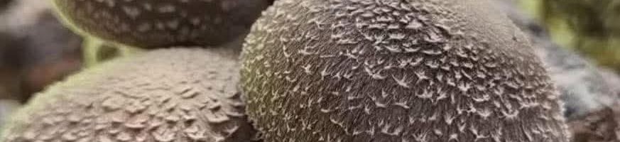 BHUTAN ORGANIC MUSHROOM