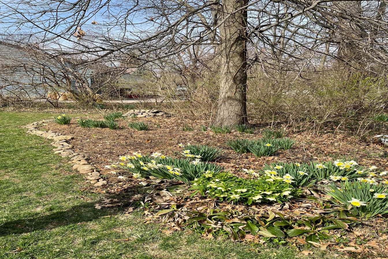 Original: Front Yard Wwyd To Improve It Looking For Low Maintenace