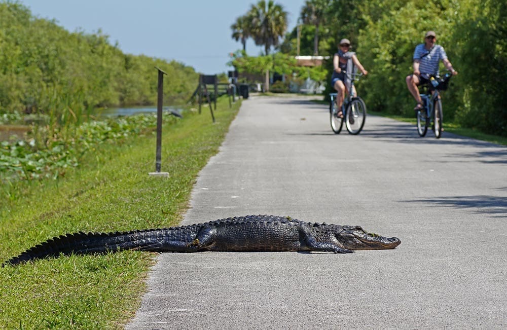 A massive crocodile crosses a road beside a water channel, right in front of some cyclists