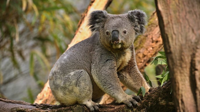 A koala bear on a tree