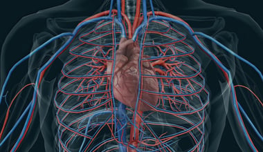 Cardiovascular System