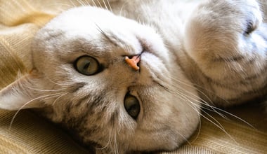 A British Shorthair cat gazes at the camera