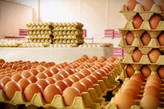 Fresh eggs in the egg factory