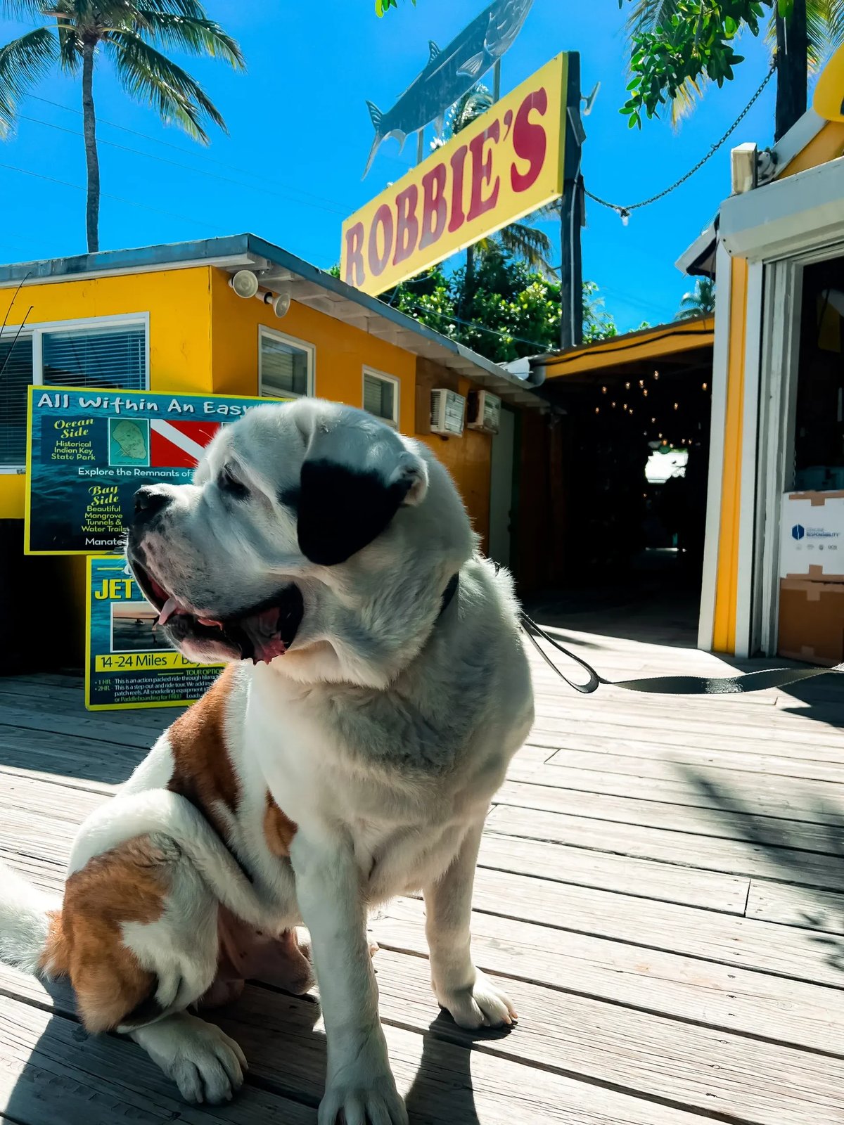 A pet-friendly day at Robbie’s in Islamorada