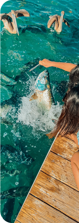 Tarpon Feeding at Robbie's of Islamorada