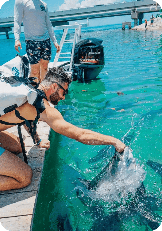 Tarpon Feeding in Islamorada