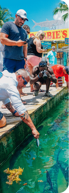 Feeding the Tarpon in Islamorada