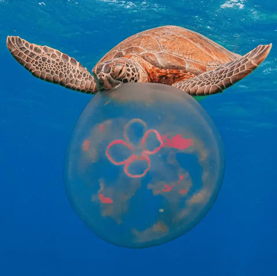 Sea turtle above a jellyfish on a Florida Keys snorkel trip
