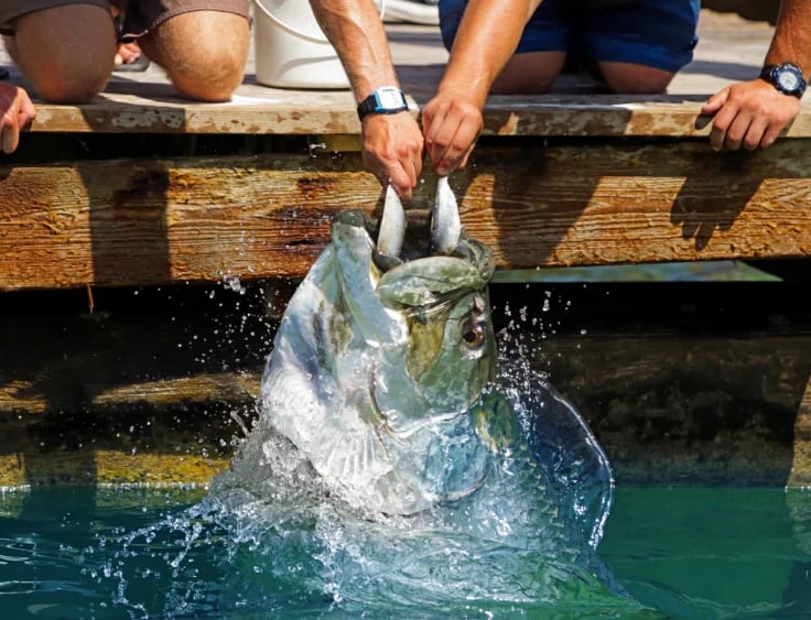 New York Times Florida Keys road trip article featuring kayaking from Robbie's