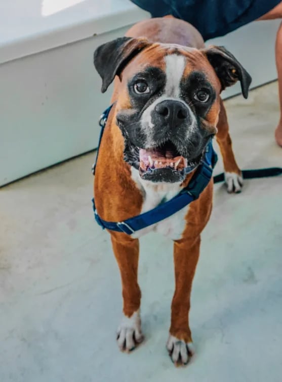 Bringing your dog to Robbie’s in Islamorada