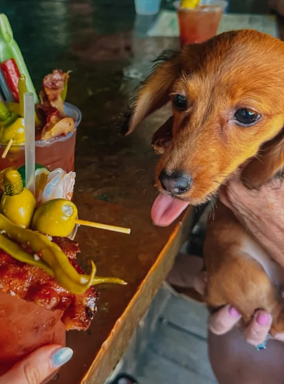 Pet-friendly fun at Robbie’s Marina in Islamorada