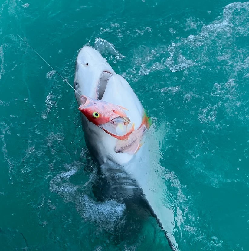 Angler with a shark on the line