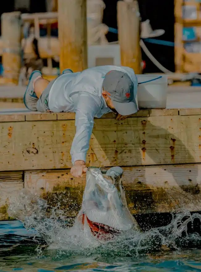 Tarpon and pelicans competing for bait fish at the dock