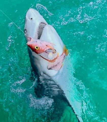 Tarpon and Shark Fishing