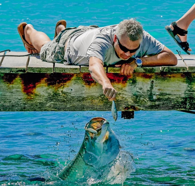 Tarpon and pelicans competing for bait fish at the dock