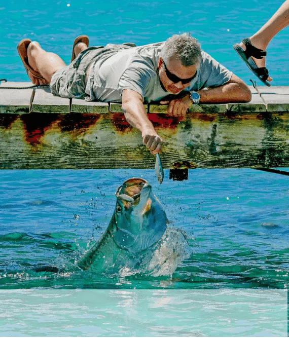Man feeding a tarpon at Robbie's