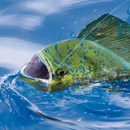 Offshore Fishing in Islamorada