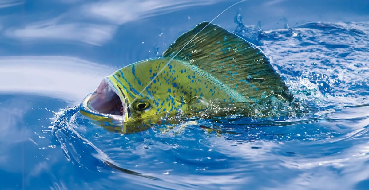 Mahi-mahi leaping from the water on an offshore fishing trip