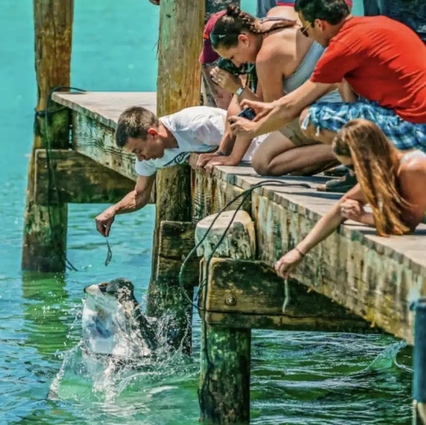 Feeding tarpon at Robbie’s, featured in Vogue