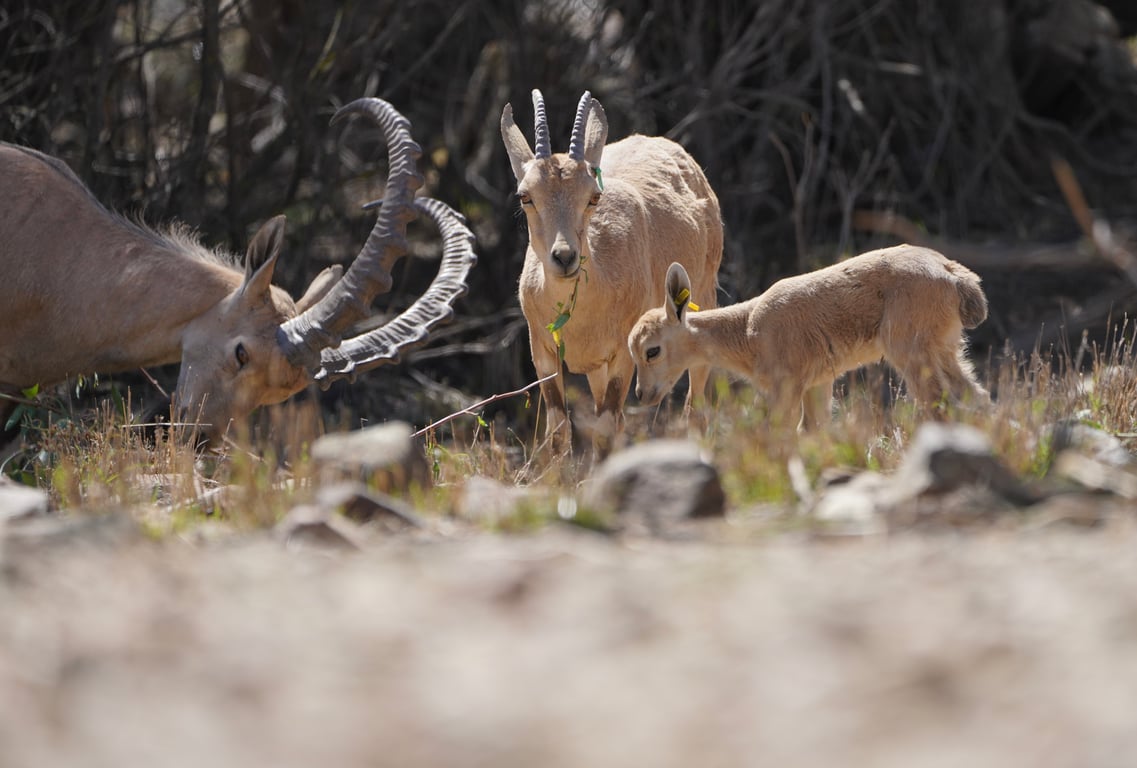 A pack of ibes in Soudah wilderness