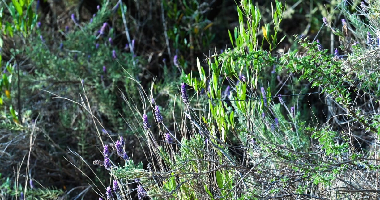 His Royal Highness Mohammad Bin Salman