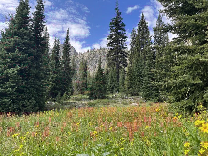 Wildflowers